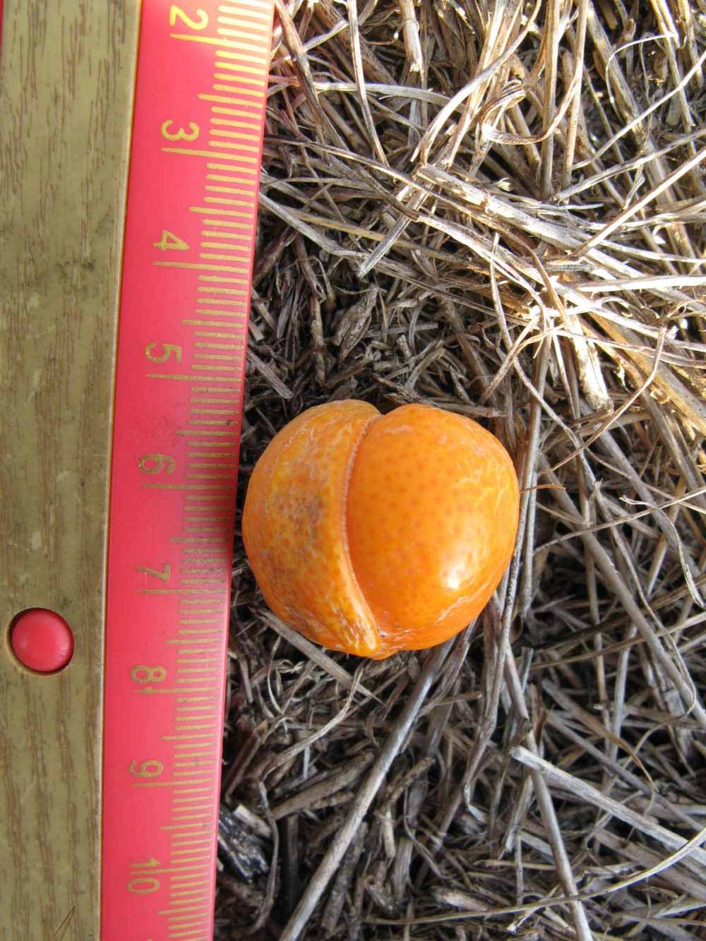              Fruit (Winter Haven, FL)       